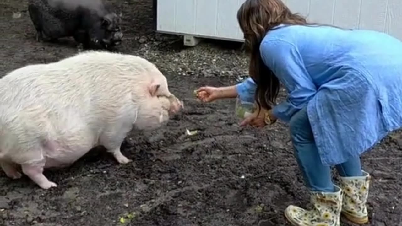 When TWO new pigs move in... and instantly steal the show 🐷💖