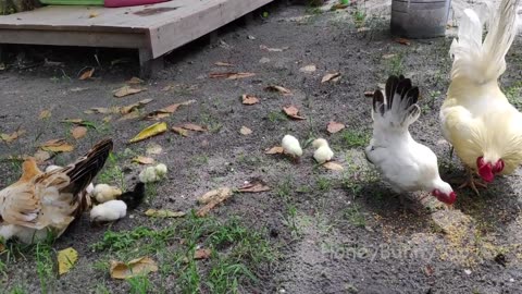 Mother hen call baby chicks to eat