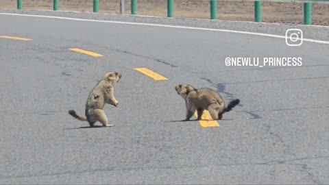 "Fight in the road"