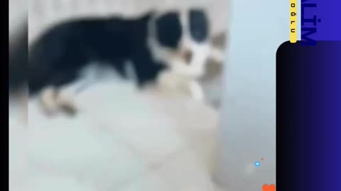 🐶 "Suçlu mu, Pişman mı?" Yaramaz Köpeğin Sahibini Güldüren Pişmanlığı! 😂