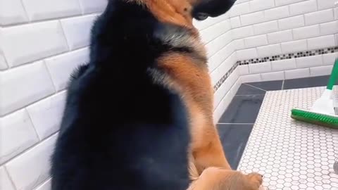 When your dog "happy" to have a bath