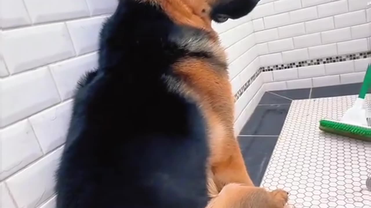 When your dog "happy" to have a bath