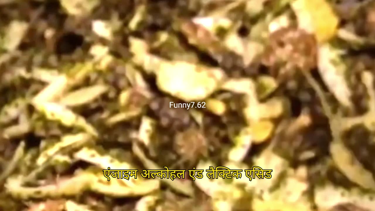 Making soap from pineapple peels.