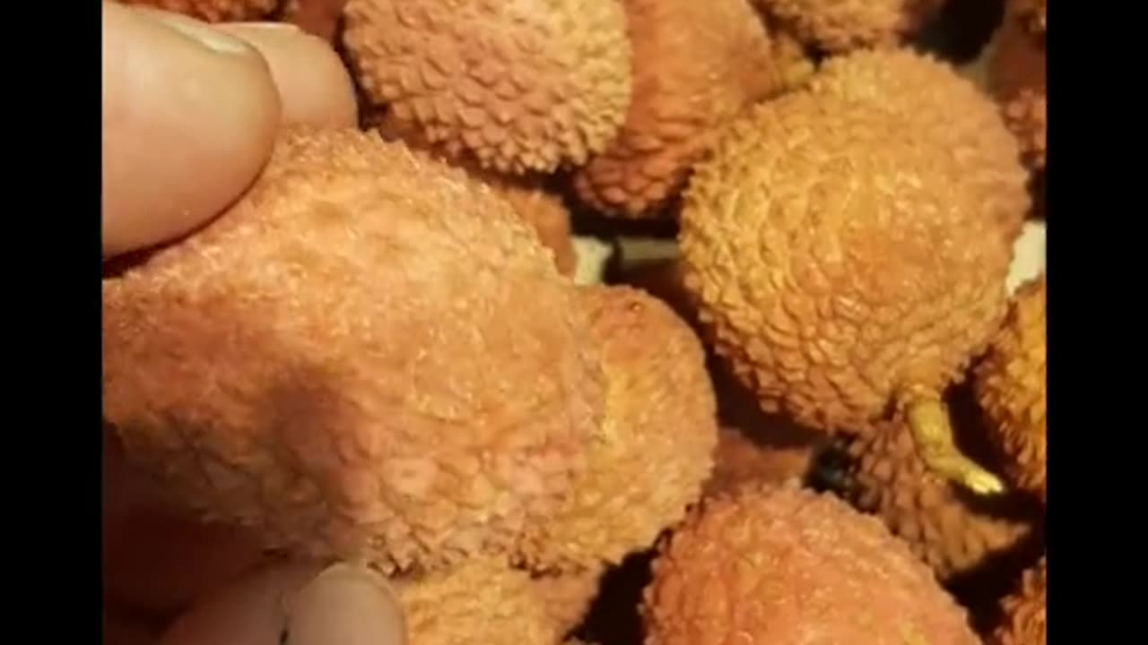 Liczi
