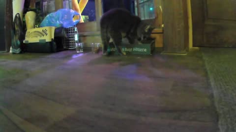 Chumby shitting in a box