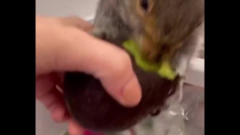 Pet Squirrel
