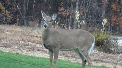 White-tailed deer