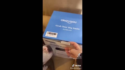 Funny animal video