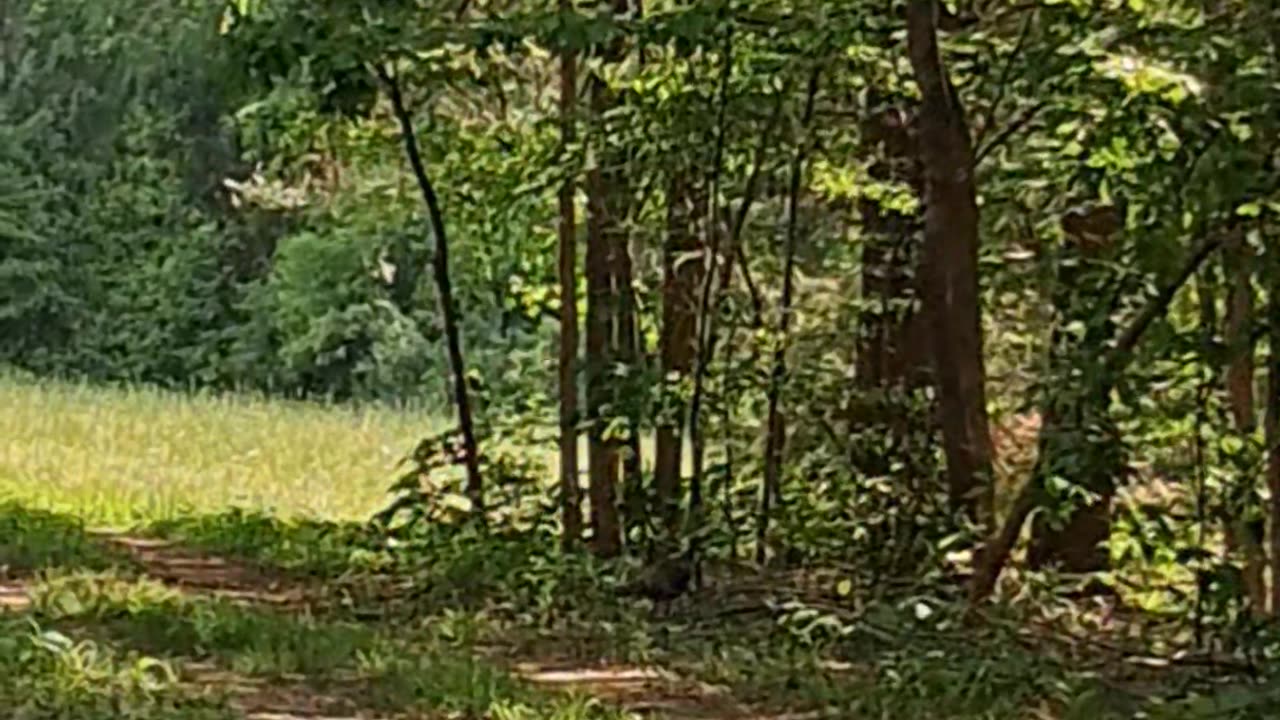 Wild Turkey