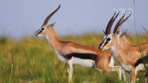 WILD SERENGETI | Battle for Survival in Predator Territory | Animal documentary