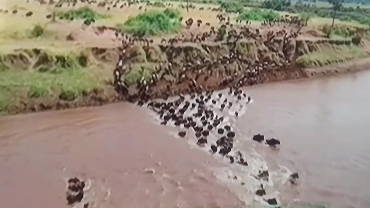 Thousands of Wildebeest Take the Leap of Life 😱🌊 | Masai Mara Migration Madness!