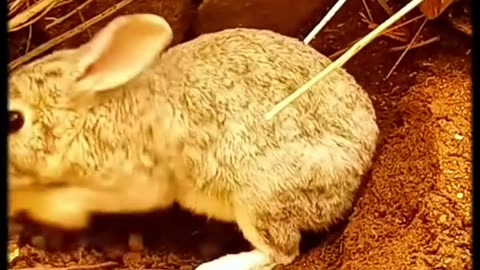 Why mother rabbits bury their young