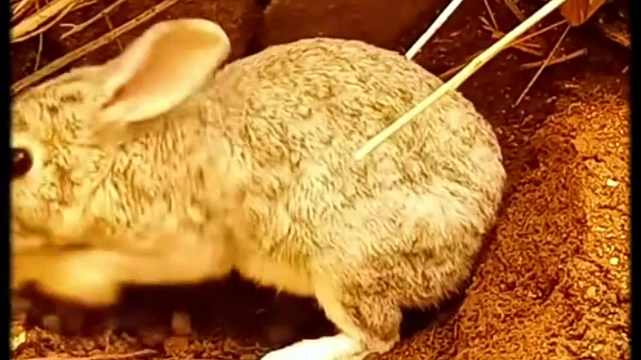 Why mother rabbits bury their young