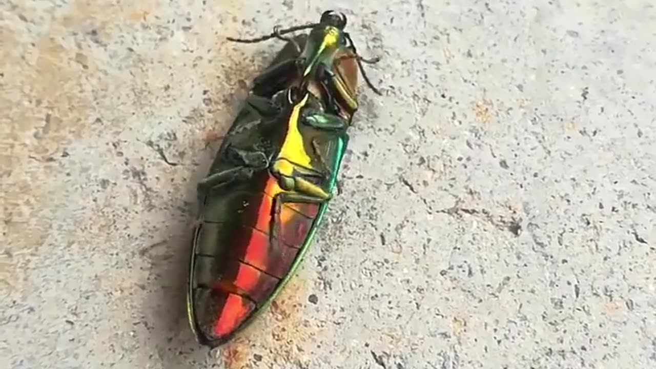 🤯✨ Click Beetles Make a Surprising Sound! | FeedMyCuriosity