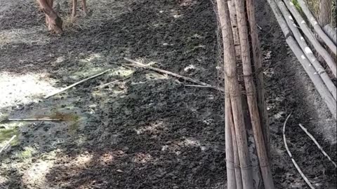 deer