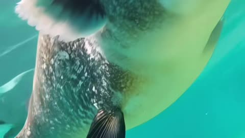 KoalaFish 😱 #koala #fish #koalafish #dogfish #fyp
