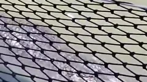 Alligators