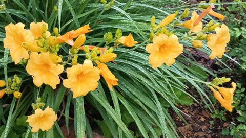 Lilies