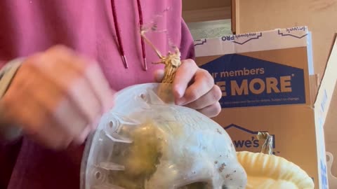 Hubbard Squash Grown in a Skull Mold