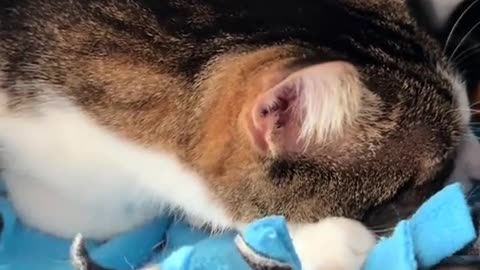 😂✨ Watch Patches' Incredible Weight Loss Journey! | FunFM