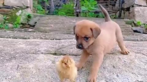 Cute Dog with his friend