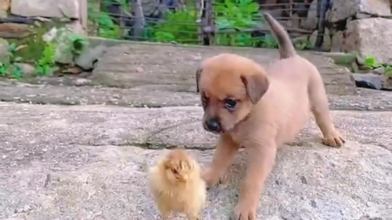 Cute Dog with his friend