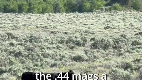 Why should you shoot a .30-30?