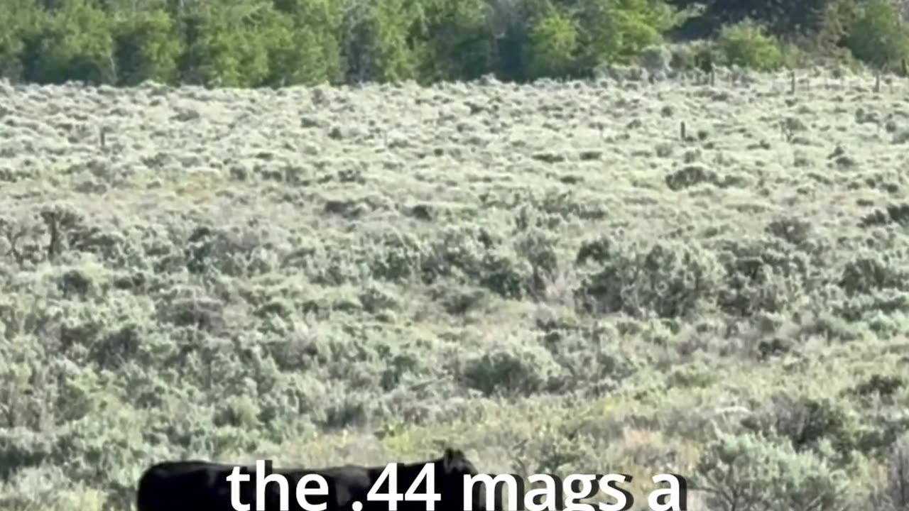 Why should you shoot a .30-30?