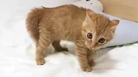 Cute Kittens Gone Wild