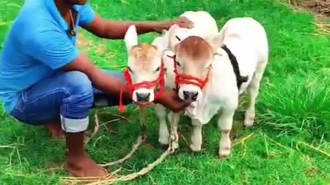The Punganur the world's smallest cow