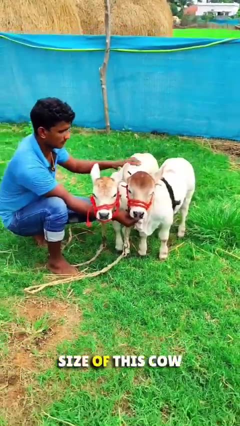 The Punganur the worlds smallest cow