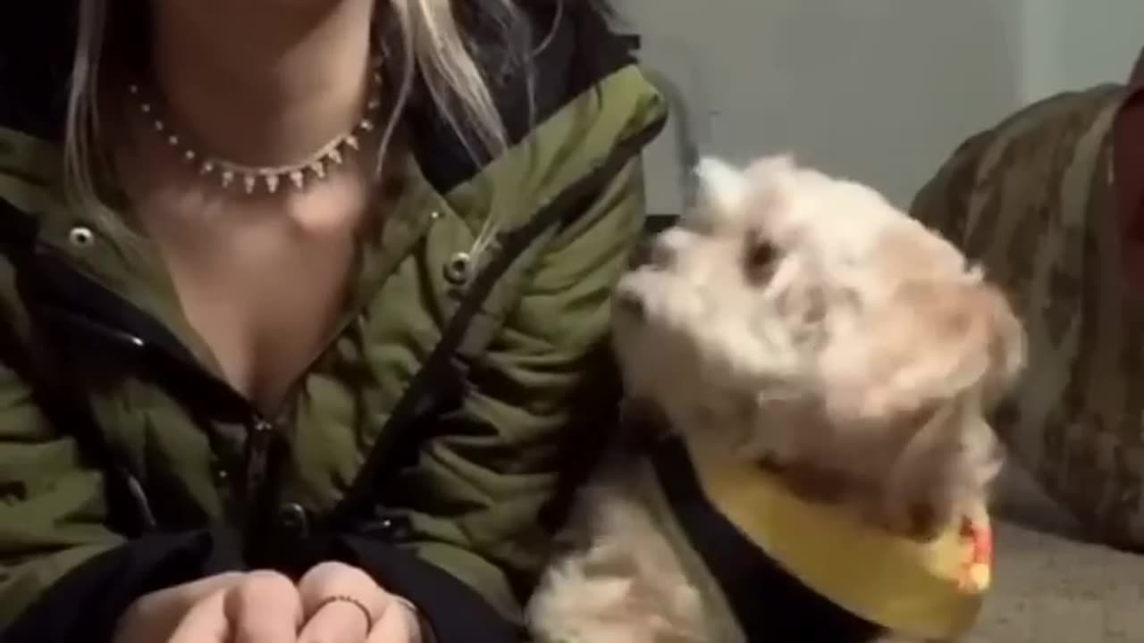 Pretending not to see your dog