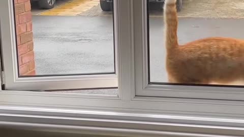 #catlovers