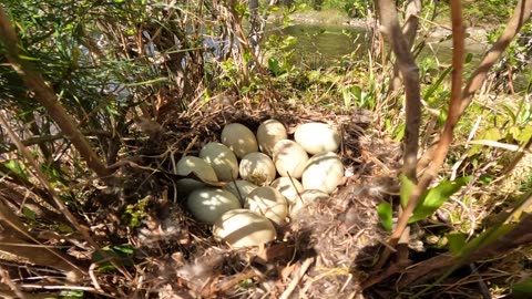 Duck Eggs