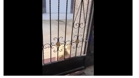 Funny video animal 😸🐶🐵