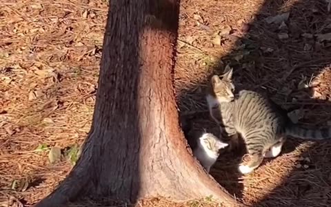 Mom and daughter's wonderful time #cat #heal #catmother #beautiful #catdaily