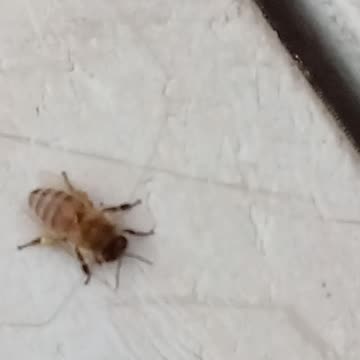 A Honey Bee 🐝 Spotted In West Kelowna BC