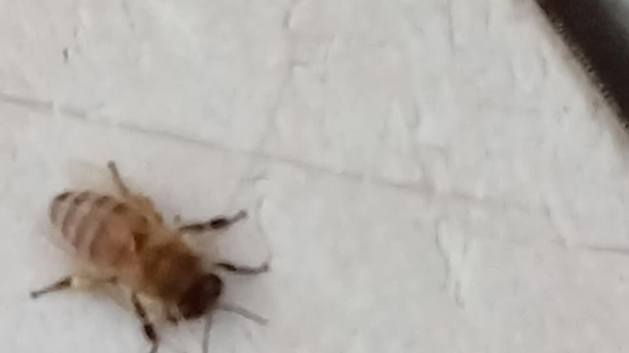A Honey Bee 🐝 Spotted In West Kelowna BC