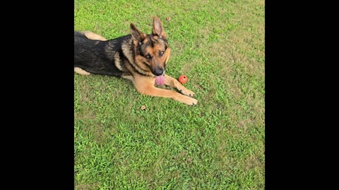 Sable german shepherd.
