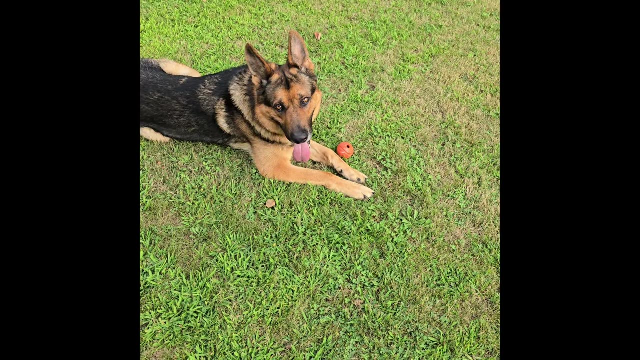 Sable german shepherd.