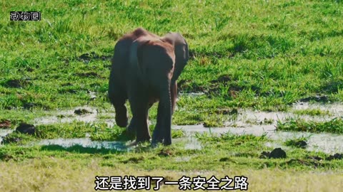 幼象母亲因大意弄丢了孩子，幼象陷入困境，于是它开始了寻母之路 #动物世界 #母爱 #大象