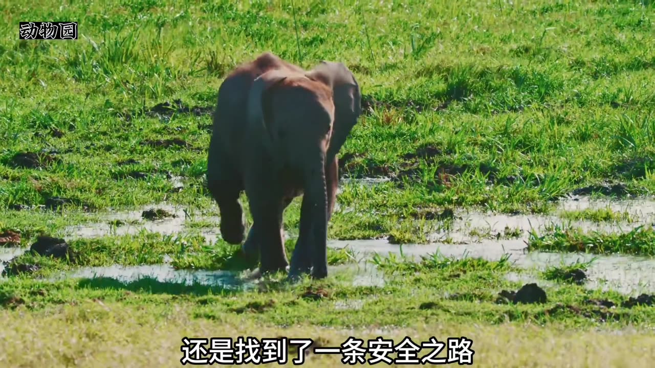 幼象母亲因大意弄丢了孩子,幼象陷入困境,于是它开始了寻母之路 #动物世界 #母爱 #大象