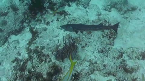 BARRACUDAS El terror de los buzos