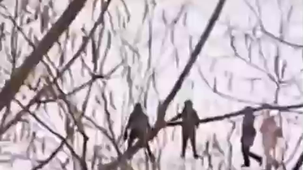 Children test the ice for strength