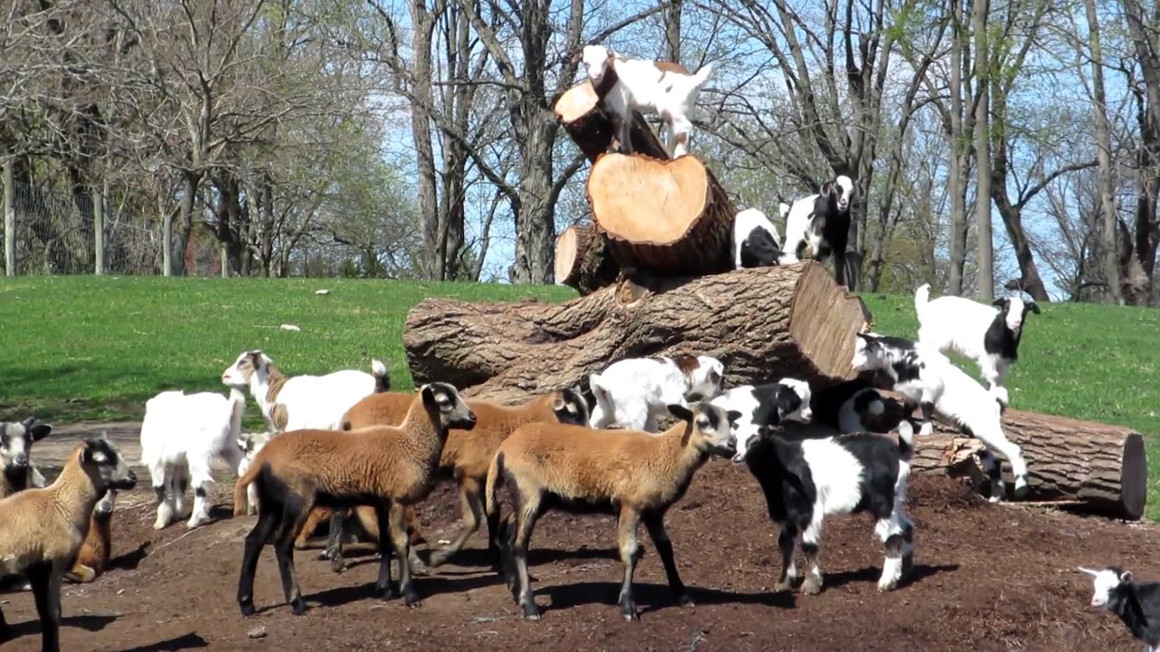 Goats!