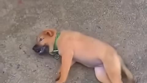 Cute puppy