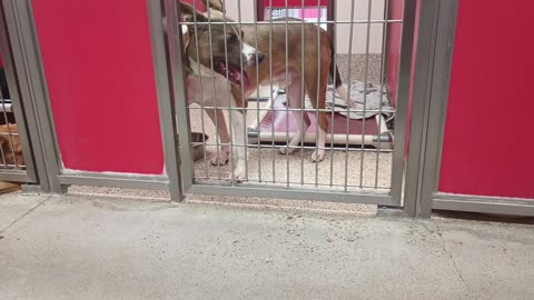 Bruno 3y A872951 kennel 18 pod 1 PACC shelter20250622_538