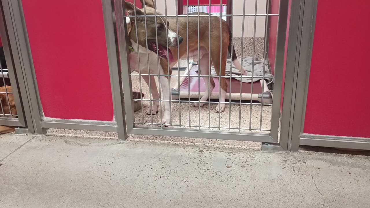 Bruno 3y A872951 kennel 18 pod 1 PACC shelter20250622_538