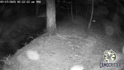 CamoCritter Critter Cam Live Stream