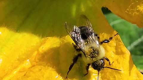 Bee performs pre-flight pollen removal